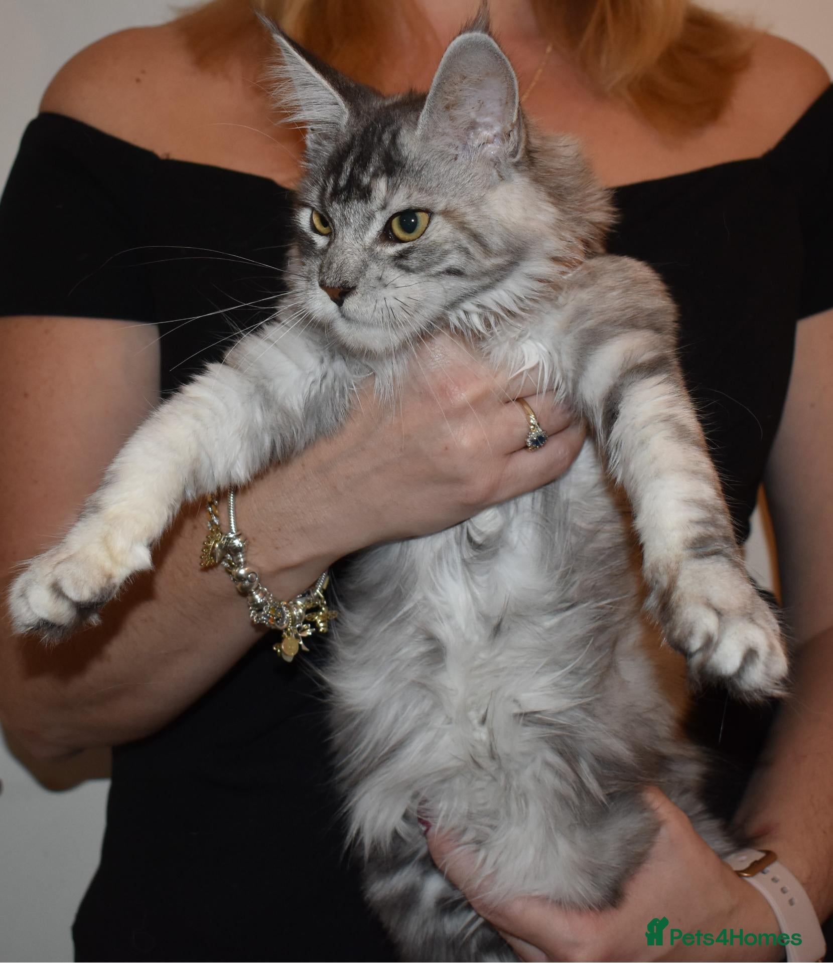 Maine Coon cats 😊LAST TICA registered girl 😊  - Advert 1