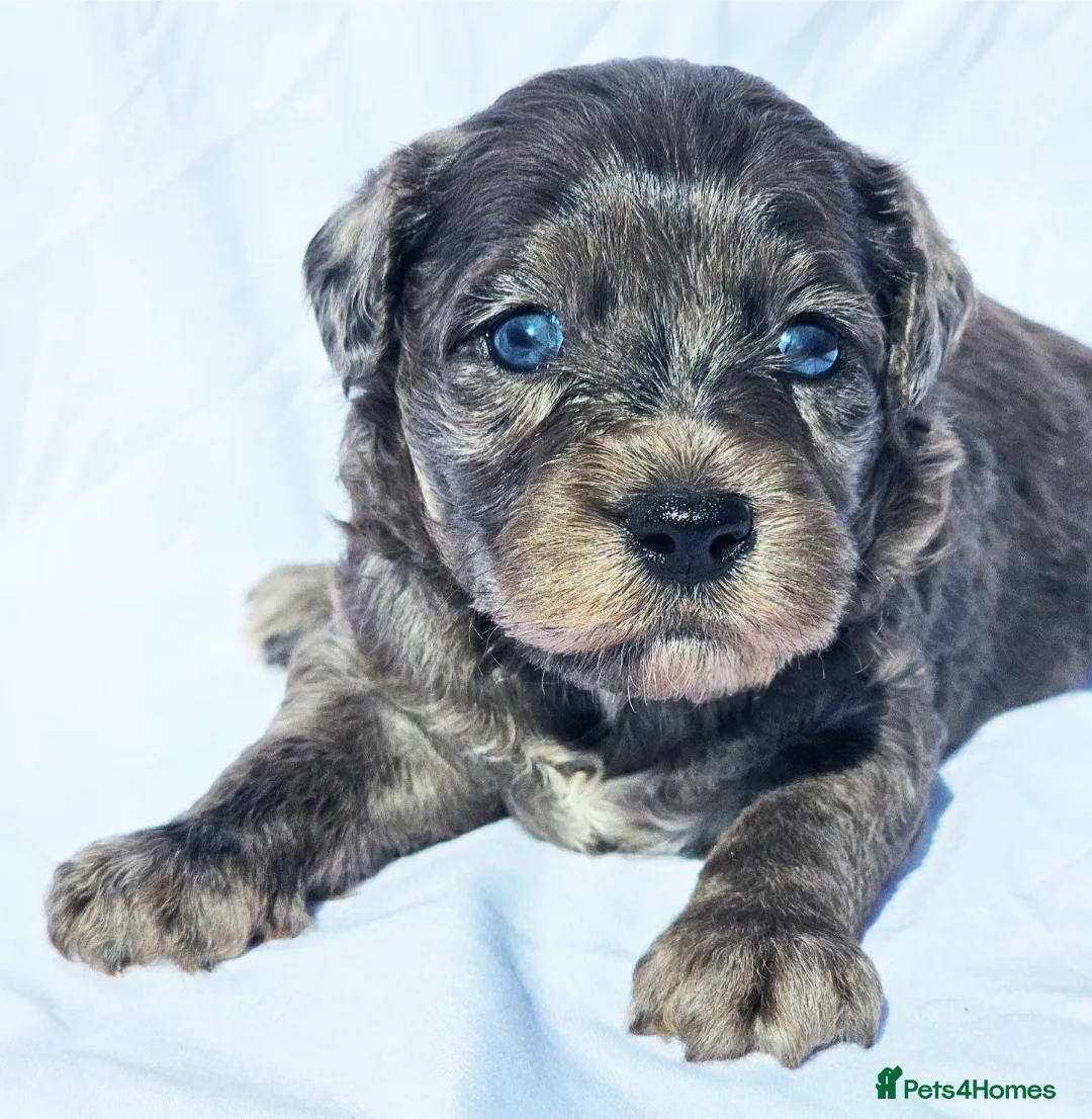 Labradoodle dogs for sale:  Australian labradoodles miniature  - Advert 2