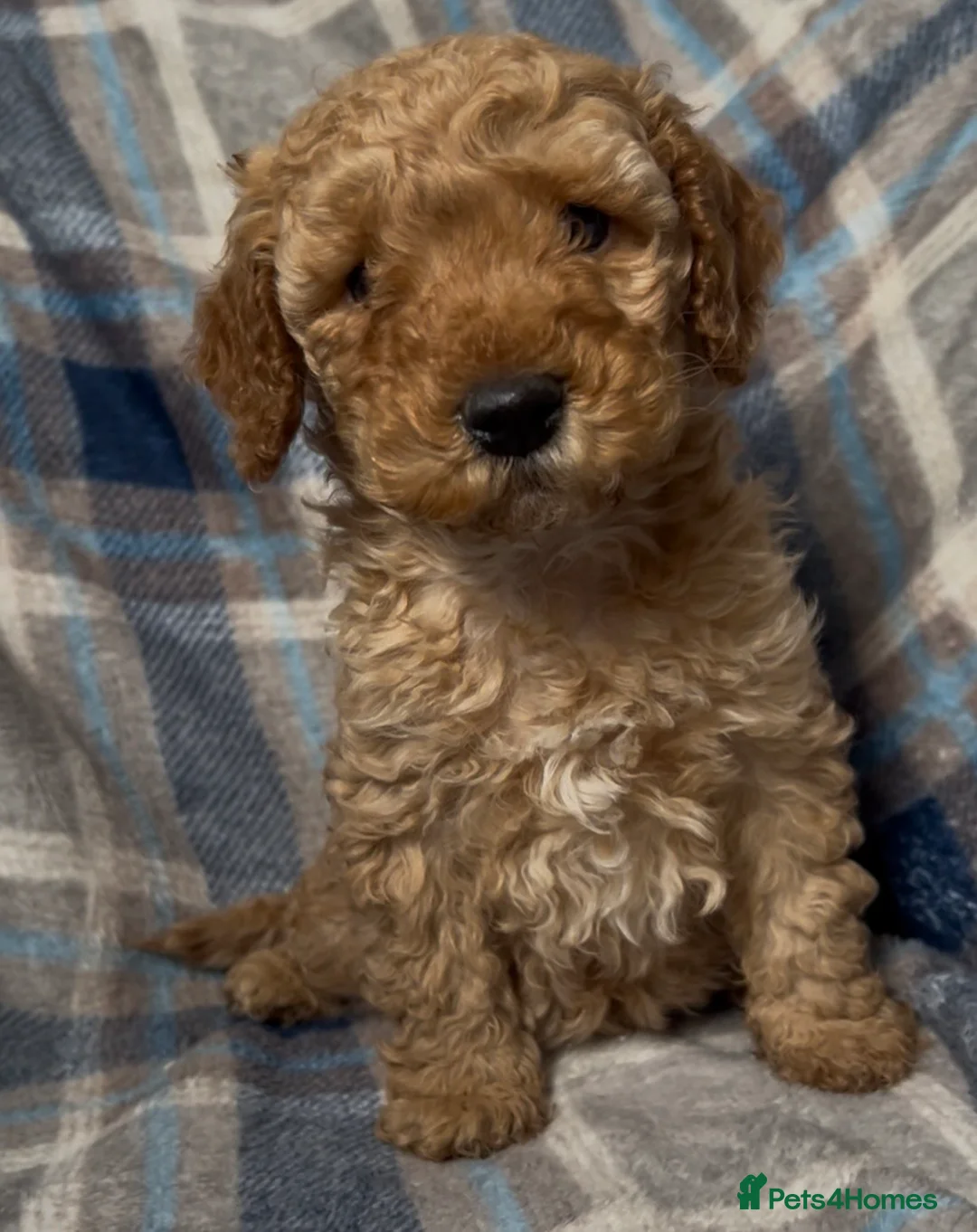 Cockapoo dogs for sale: Beautiful Red Cockerpoo Puppies - Advert 1