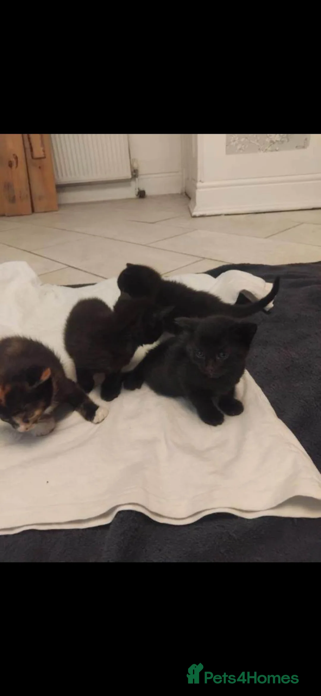 Mixed Breed cats for sale: 5 Girl Kittens - variety of colours in Romford - Advert 4