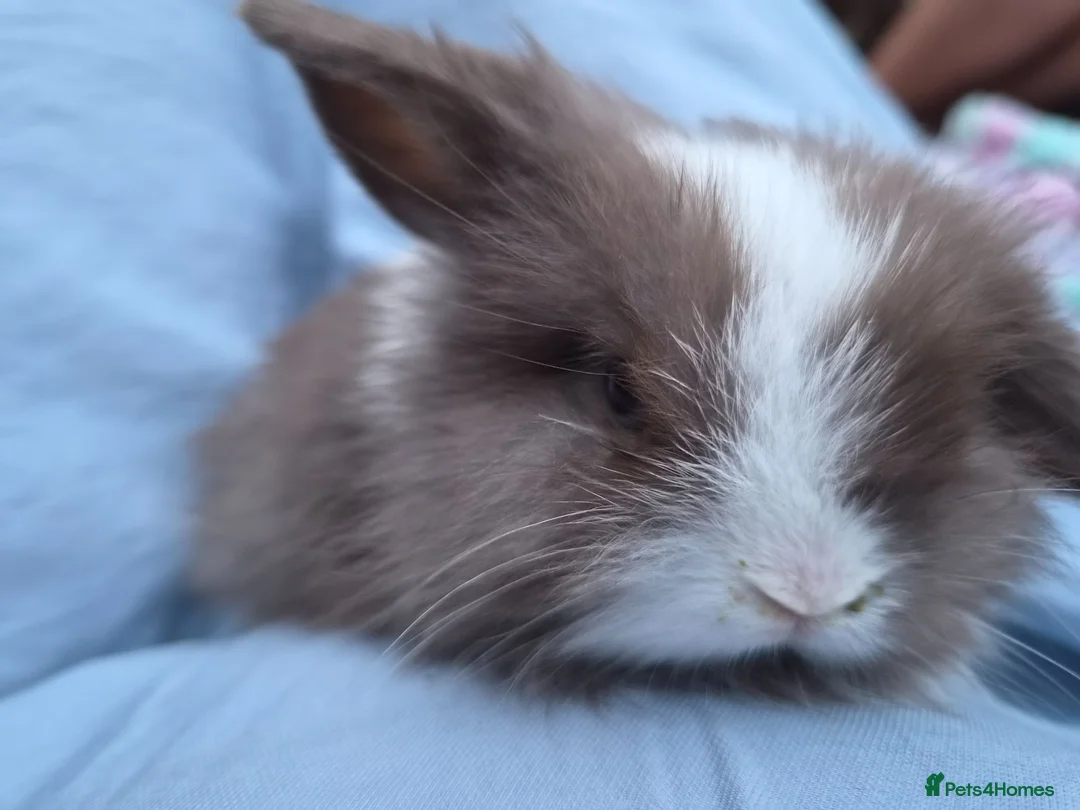 English Lop rabbits for sale: Baby rabbits  in Billericay - Advert 1