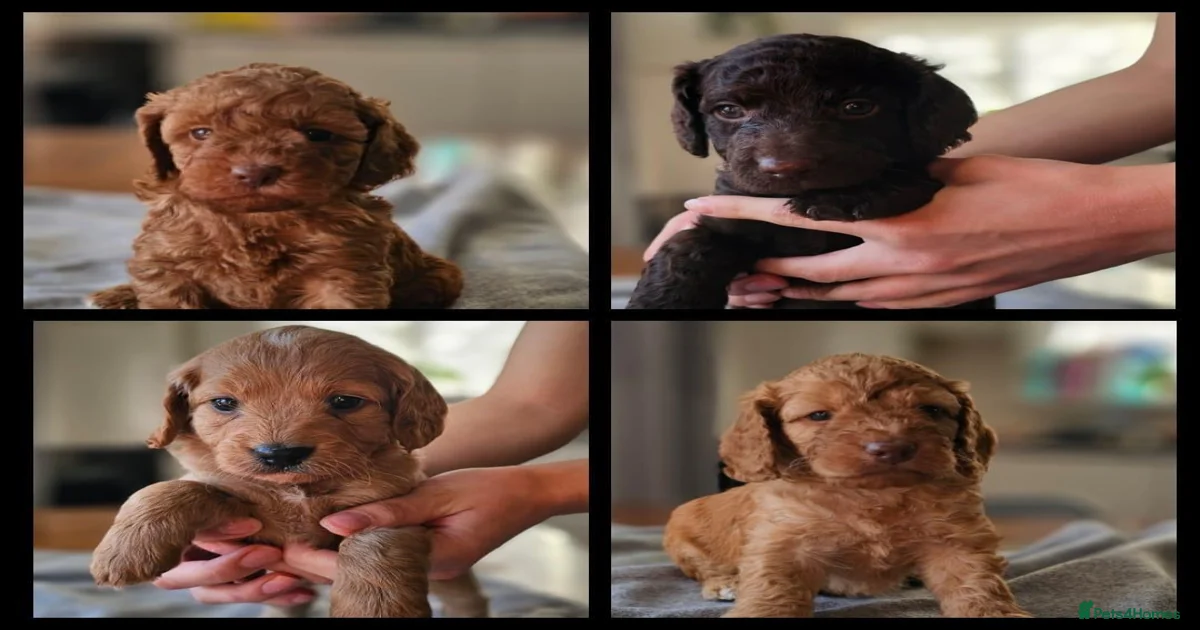 Cockapoo puppies Puppies for sale | Pets4Homes