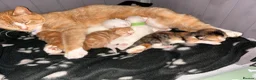 Mixed Breed cats for sale: 5 beautiful kittens   in Gloucester - Advert 15