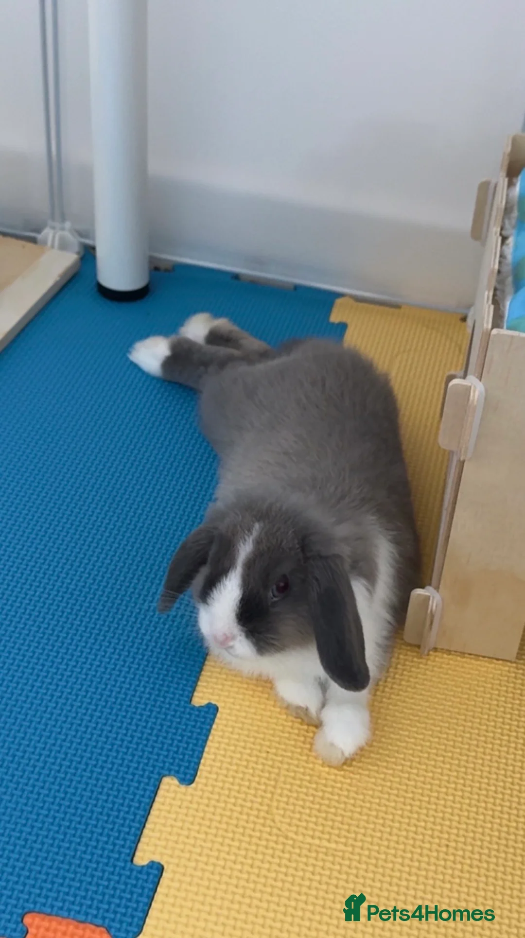 Mini Lop rabbits for sale: Mini Lop Male rabbit  - Advert 2