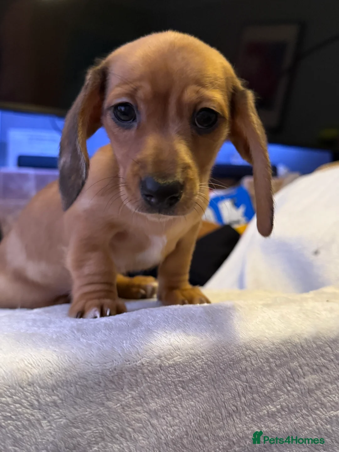Miniature Dachshund dogs for sale: Ready now! KC miniature dachshund - Advert 25