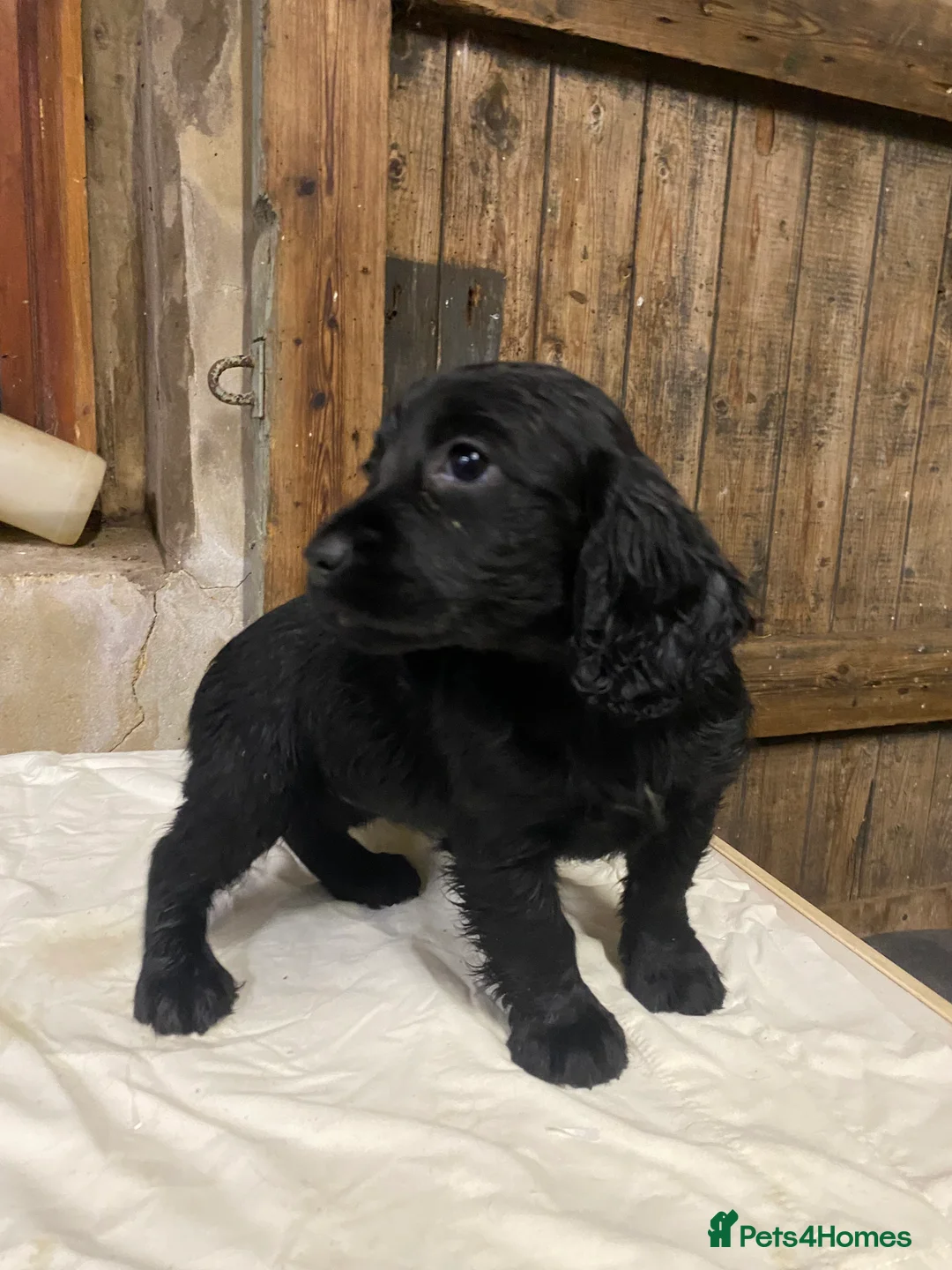 Cocker Spaniel dogs for sale: Working Cocker Spaniels - Advert 7
