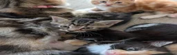 Mixed Breed cats for sale: Siberian mix kittens for sale - Advert 3