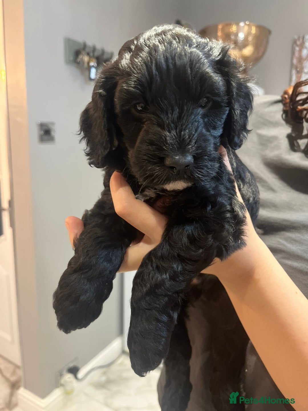 Sproodle dogs for sale: 2 boy pups available - Advert 6