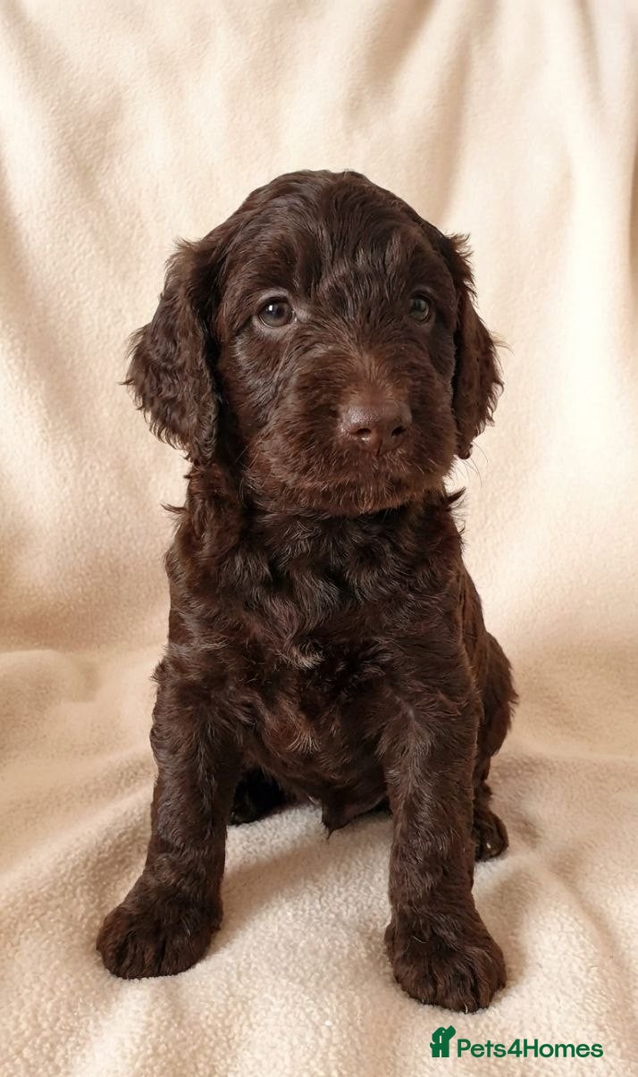 Cockapoo dogs Beautiful Chocolate and Beige Cockapoo Puppies - Advert 6