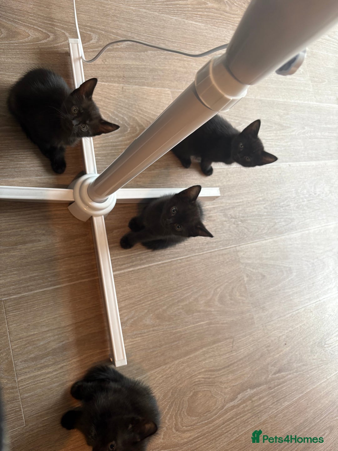 American Shorthair cats for sale: Kittens for sale boys and girls. - Image 3