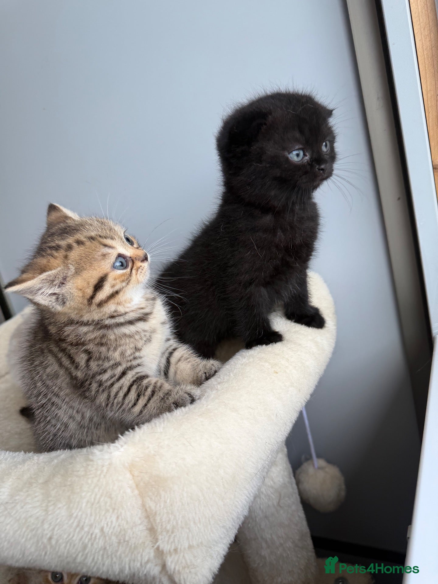 Scottish Fold cats Exceptional litter of Scottish fold/ straight😍😍 - Advert 2