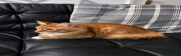 British Longhair cats for sale: Domestic longhair  - Advert 6
