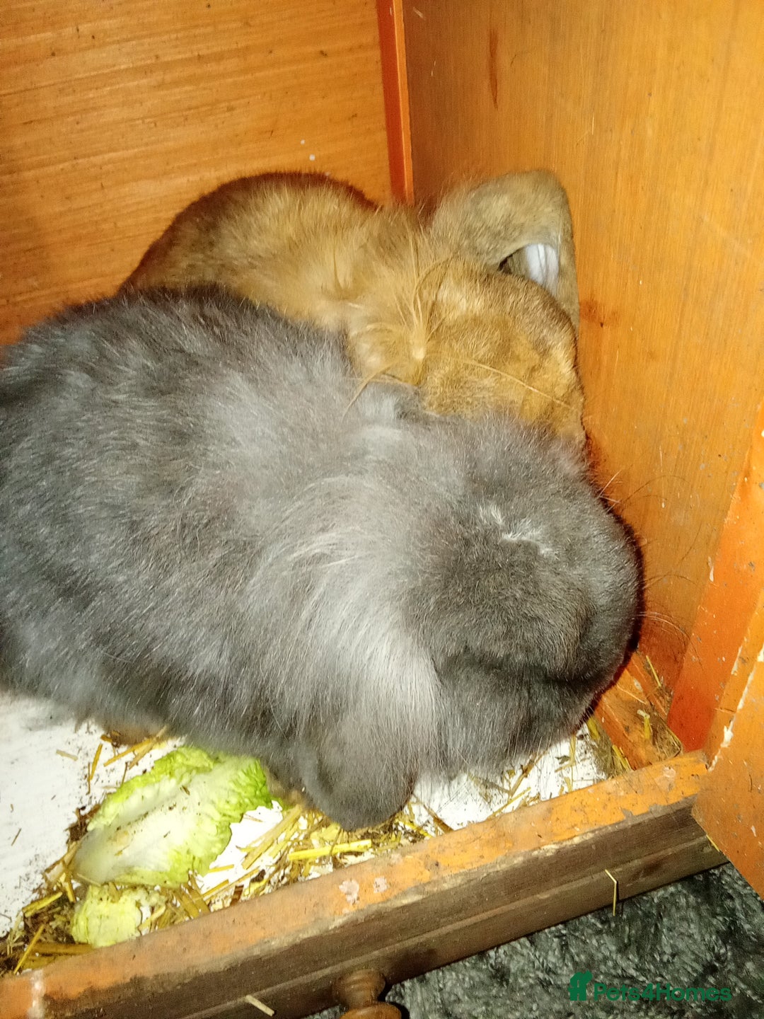 Mini Lion Lop rabbits for sale: Bunnies for urgent home!! - Advert 3
