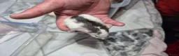 Rat rodents for sale: Baby Dumbo Rats - Advert 4
