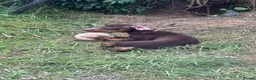 Miniature Dachshund dogs for sale: Chocolate and Tan miniature dachshund - Advert 3