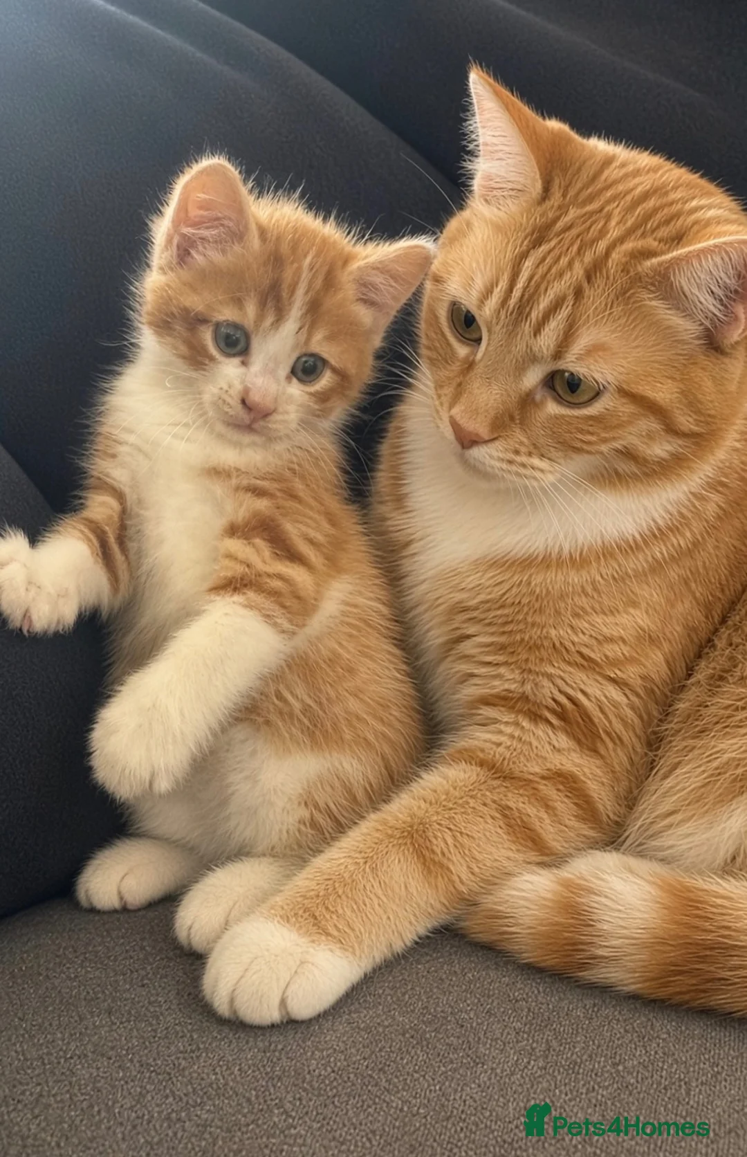 Mixed Breed cats for sale: Cute cat for sale  - Advert 1