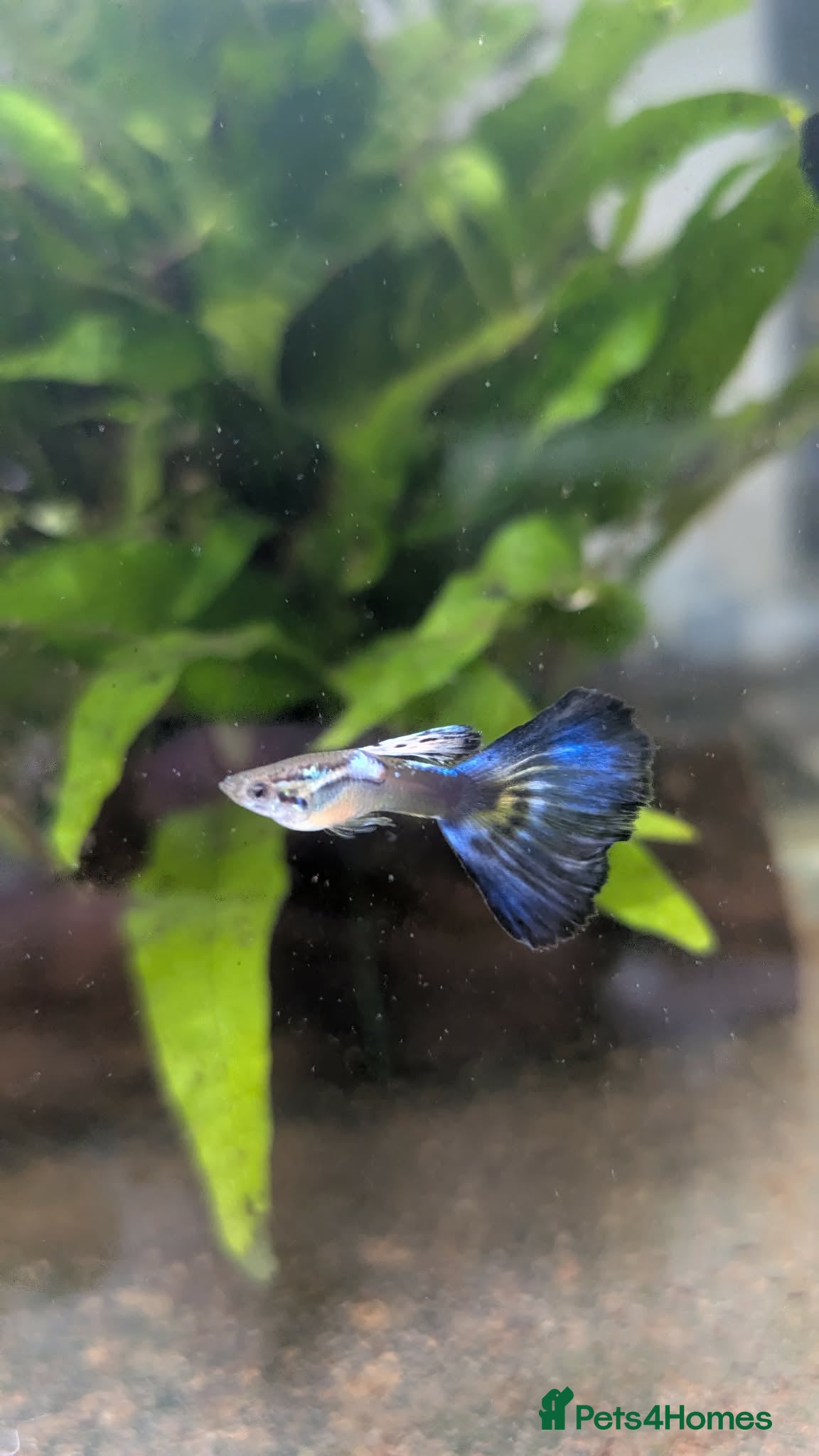 Other/Mixed Breed fish for sale: Guppy Long Tail - Advert 1