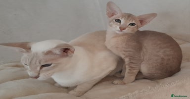 Oriental cats - Advert 5