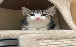 Domestic Shorthair cats for sale: 3 female kittens - Image 7