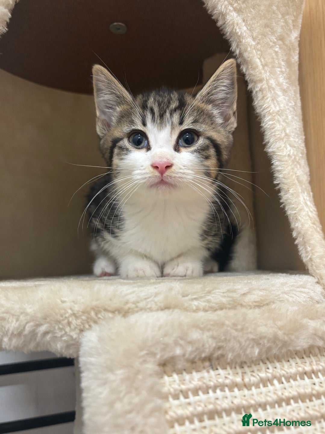 Domestic Shorthair cats for sale: 3 female kittens - Image 7