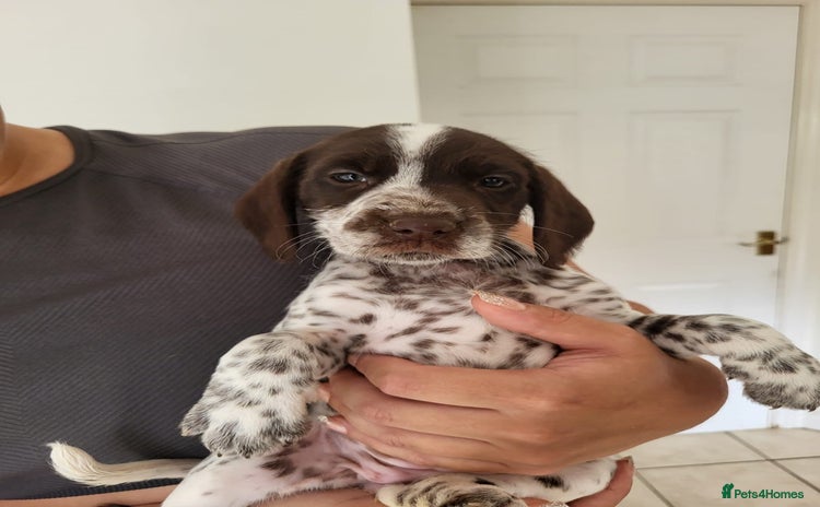 Mixed Breed dogs - Advert 2