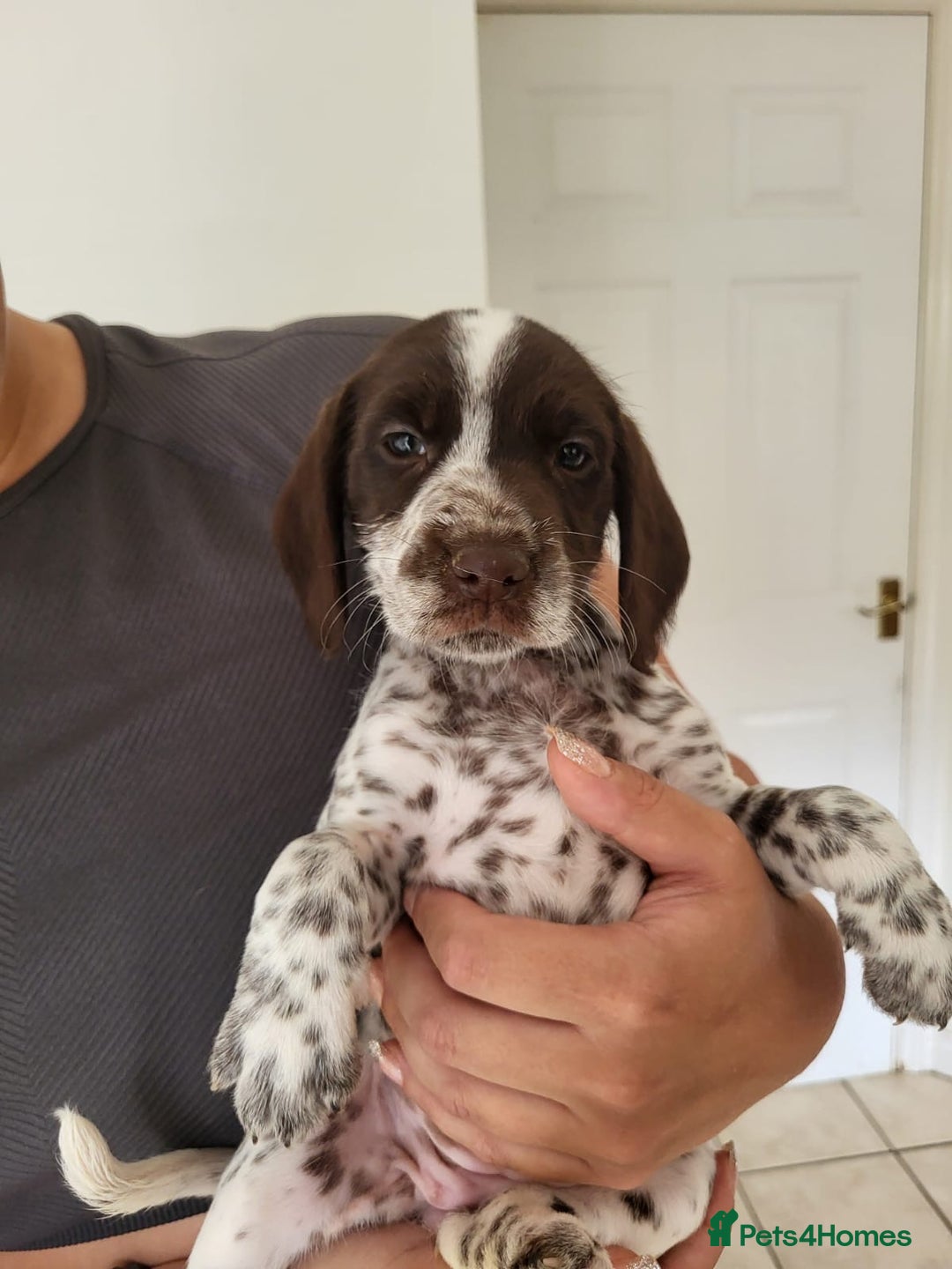 Mixed Breed dogs for sale:  Dalmaspoodles! Dalmation X springer/poodle pups - Image 1