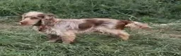 Cocker Spaniel dogs for sale: ONLY 1 STUNNING SHOW COCKER SPANIEL BOY LEFT !  - Advert 22