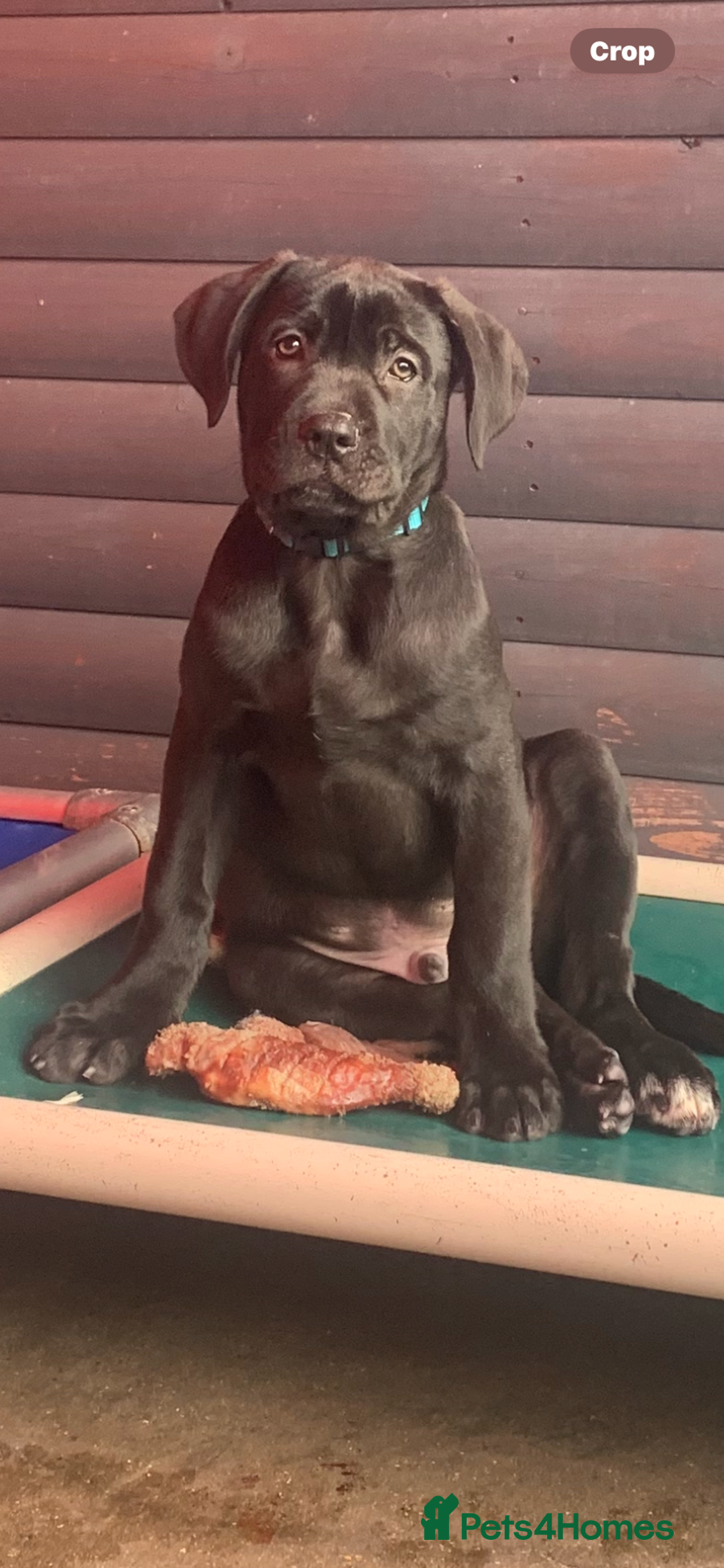 Mixed Breed dogs for sale: Belgian shepherd/cane corso hybrid pups.  - Advert 2