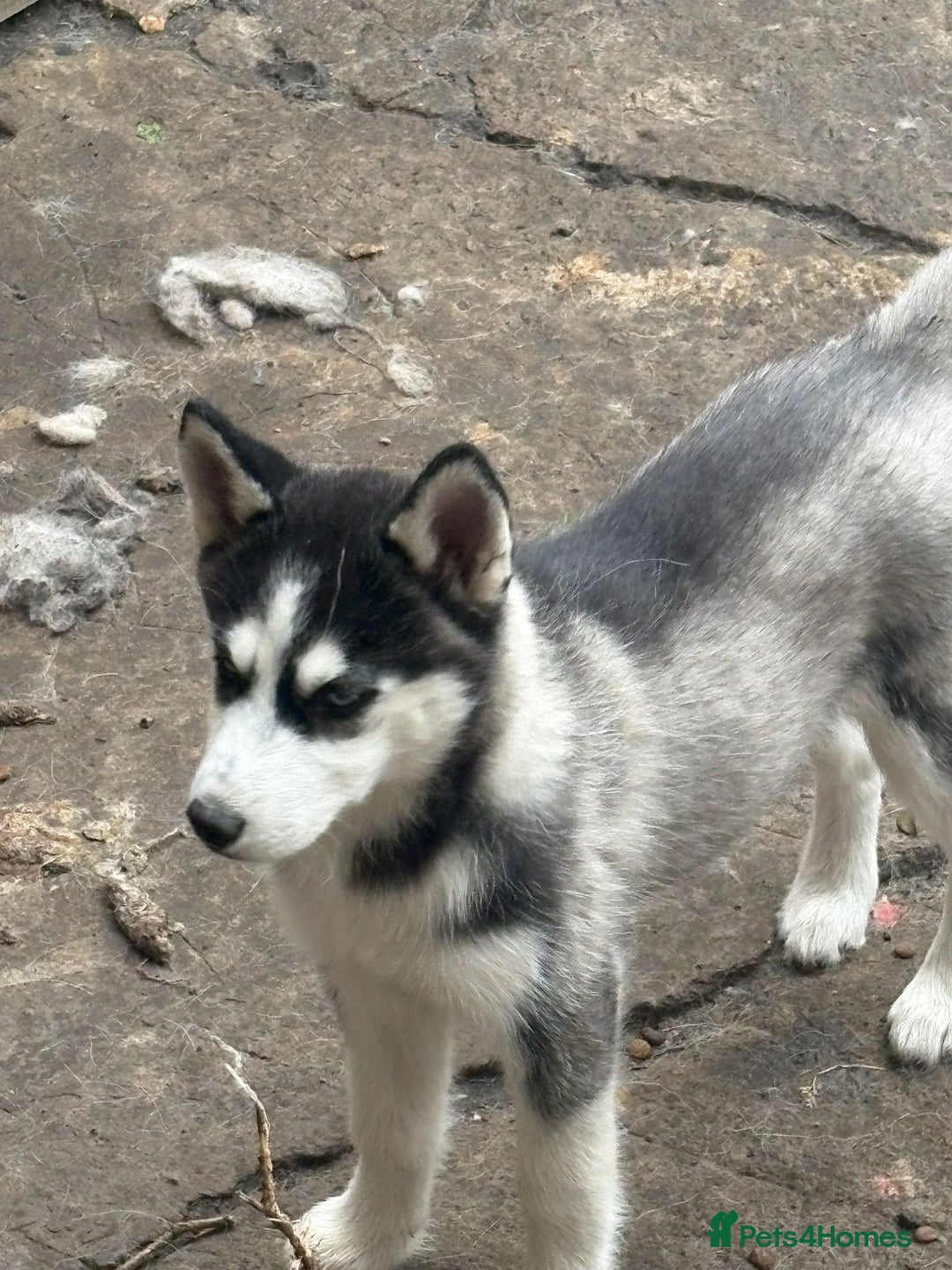 Siberian Husky dogs for sale: Beautiful little girls husky  - Image 4