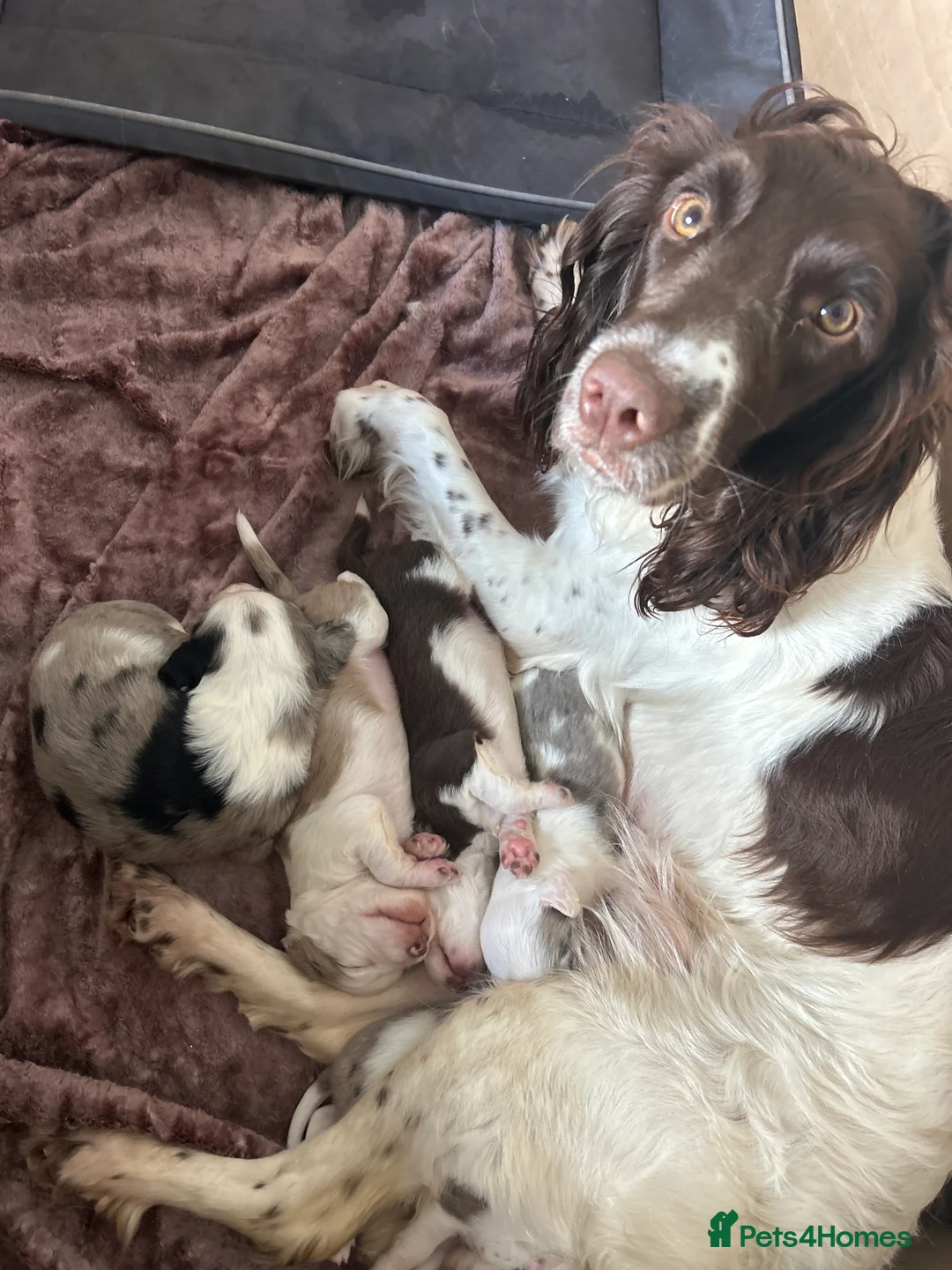 Sprollie dogs for sale: Beautiful sprollies for sale (collie x spaniel) - Advert 2