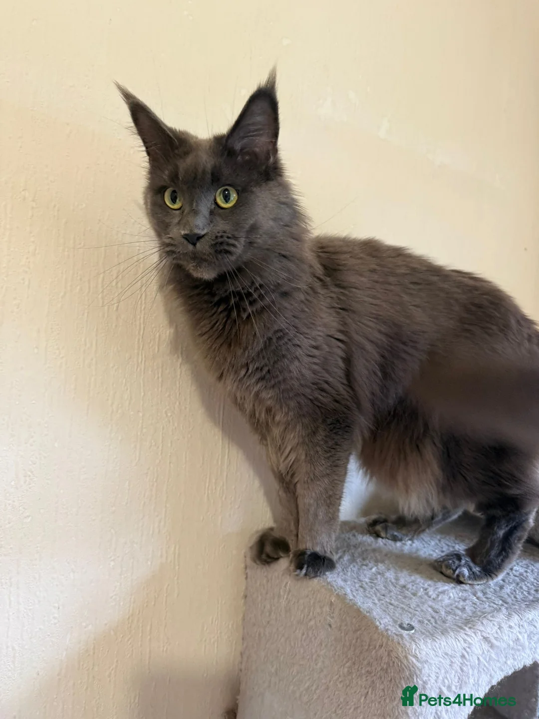 Maine Coon cats for sale: 2 Russian line GCCF/TICA pedigree Maine Coons  - Advert 2