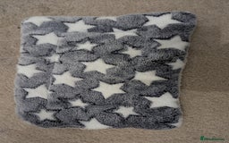 Mini Lop rabbits for sale: Mini Lop for a good home 🥰 - Image 22