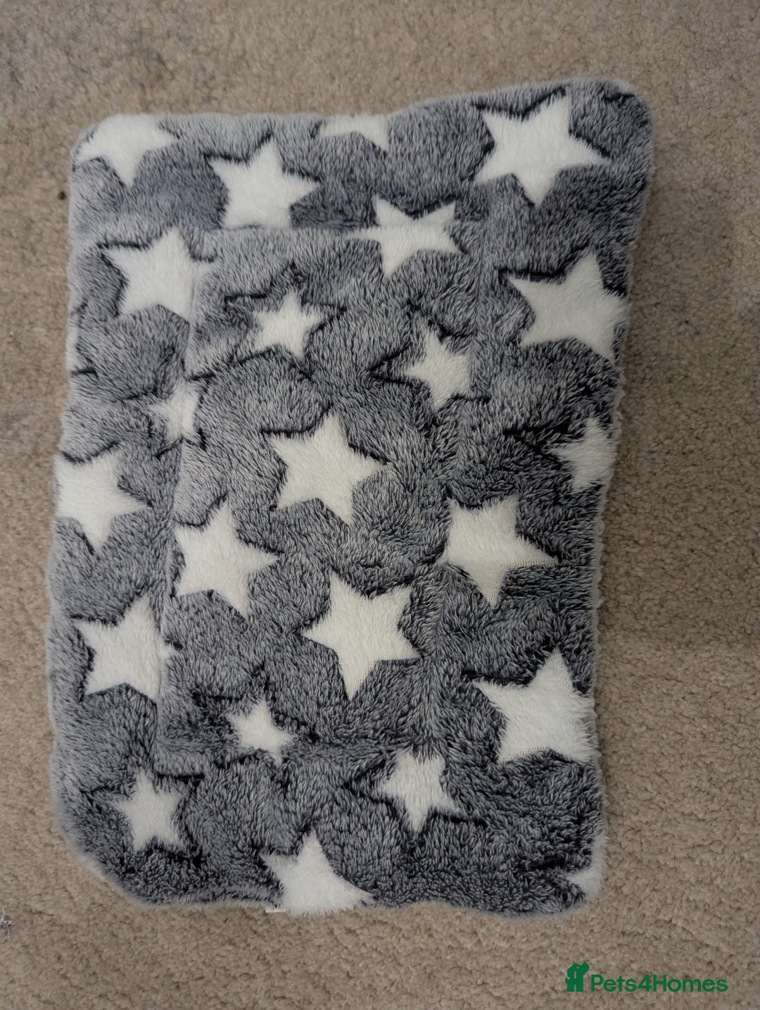 Mini Lop rabbits for sale: Mini Lop for a good home 🥰 - Image 22