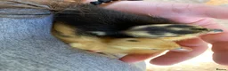 Ducks poultry for sale: Indian Runner - Advert 2