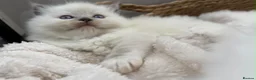Ragdoll cats for sale: 💎 TORTED GCCF Ragdoll Kittens💎 - Advert 7