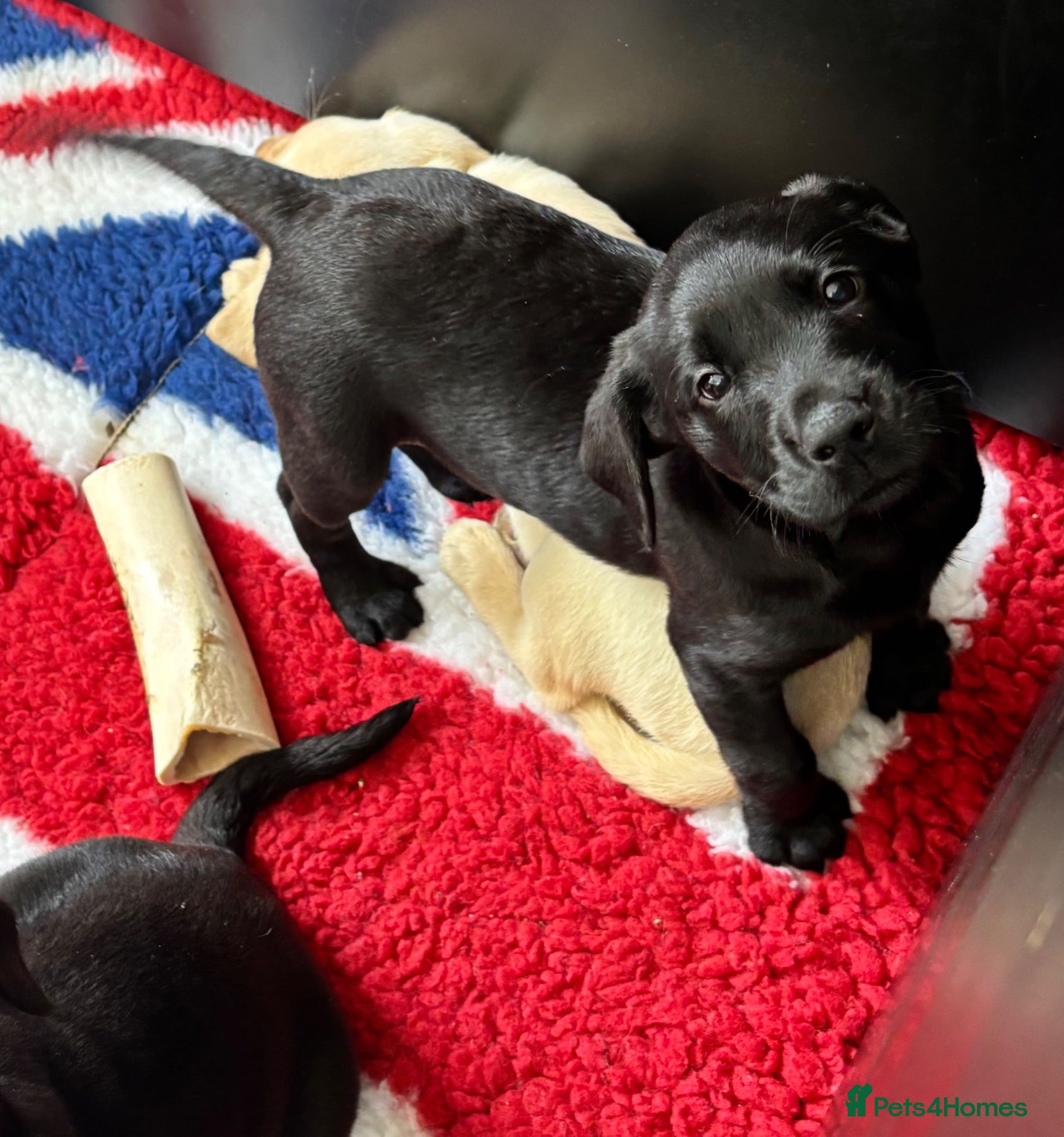 Labrador Retriever dogs Gorgeous KC Vet Checked Lab Puppies - Ready now - Advert 2