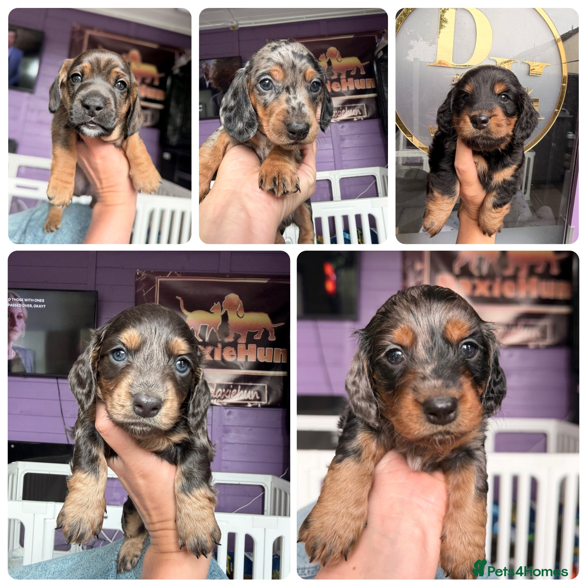 Dachshund dogs The Outstanding Boy Band is here💙🐶💚 - Advert 1
