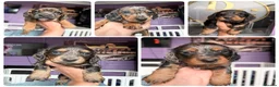 Dachshund dogs for sale: The Outstanding Boy Band is here💙🐶💚 - Advert 1