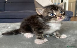 Maine Coon cats for sale: Beautiful Maine coon kittens for sale - Image 10