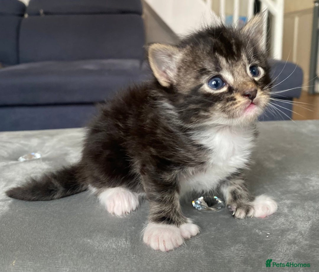 Maine Coon cats for sale: Beautiful Maine coon kittens for sale - Image 10