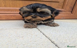 Shorkie dogs for sale: Little bundles of joy 🩵🩷 - Image 39