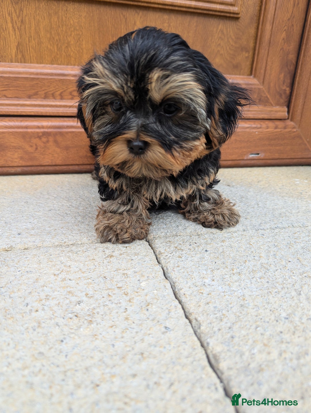 Shorkie dogs for sale: Little bundles of joy 🩵🩷 - Image 39