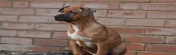 Mixed Breed dogs for sale: Reduced bullherders proven lines  - Advert 9