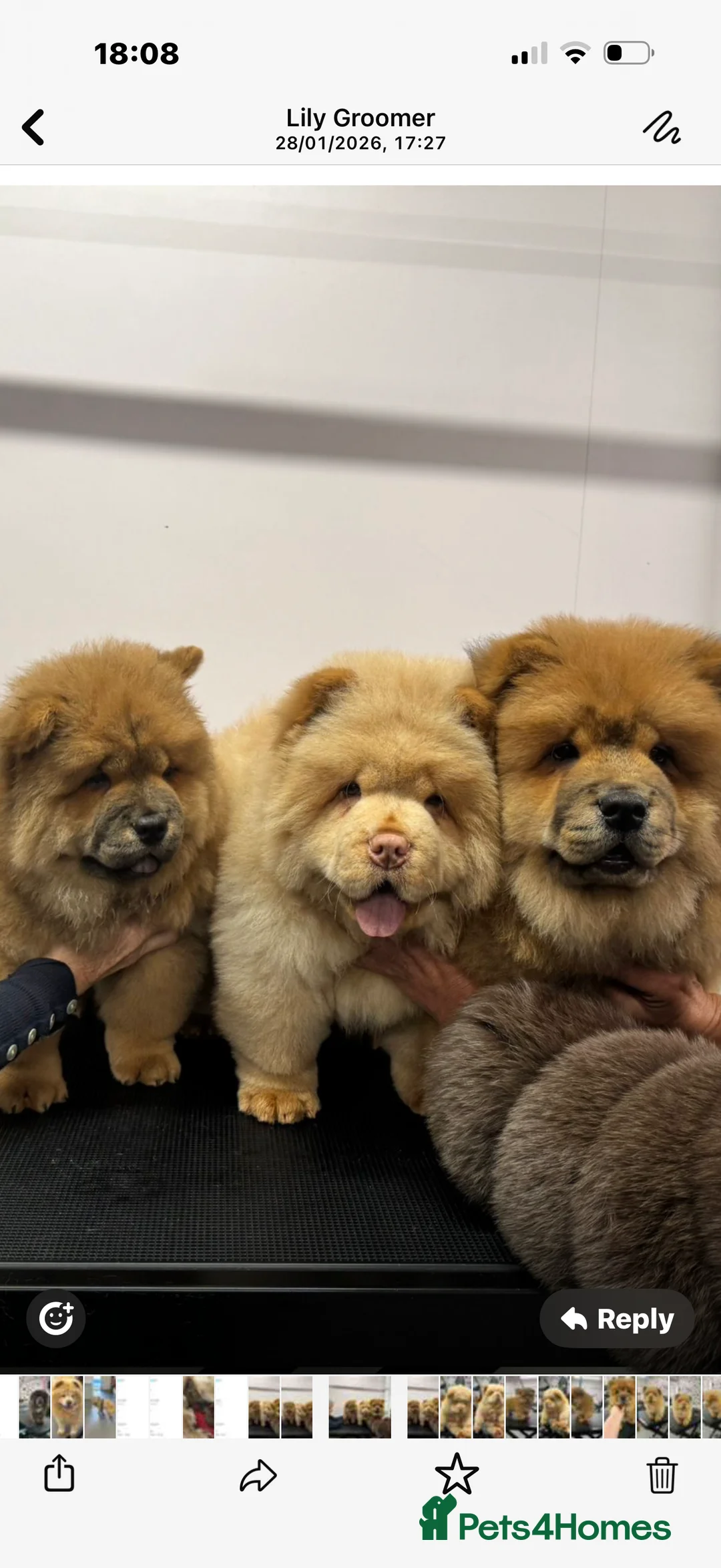 Chow Chow dogs for sale: Beautiful chow chow puppies  - Advert 6