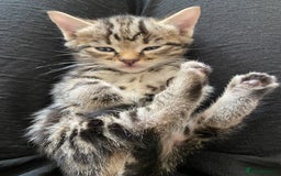 Bengal cats for sale: Mixed Stunning Bengals  - Image 32