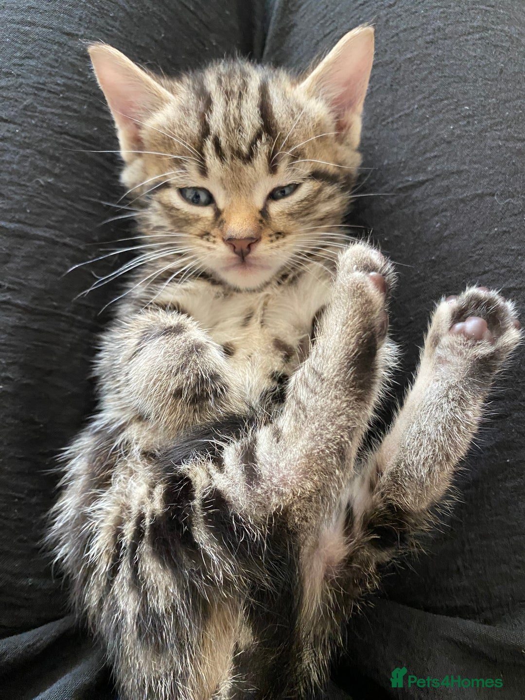 Bengal cats for sale: Mixed Stunning Bengals  - Image 32
