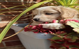 Maltipoo dogs for sale: Beautiful Maltipoo Babies - Image 35