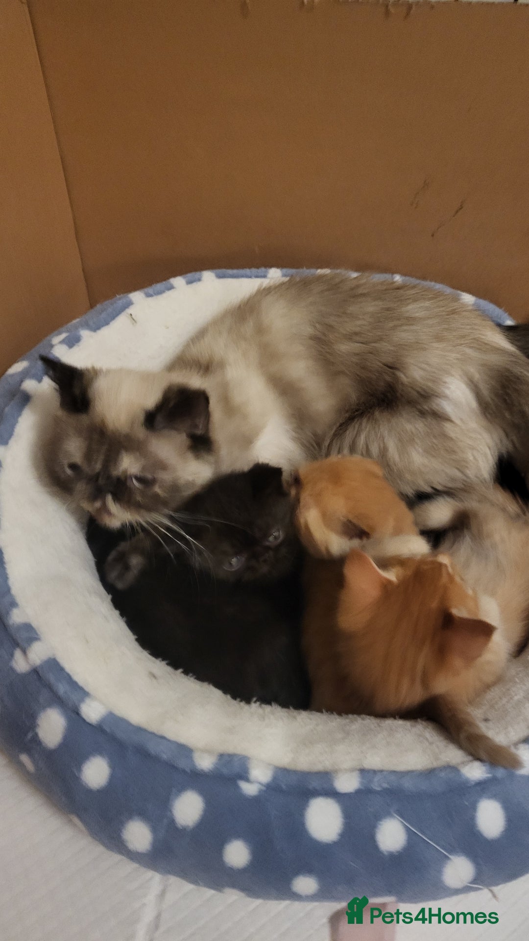 Exotic cats for sale: Beautiful Exotic kittens💫 - Image 14