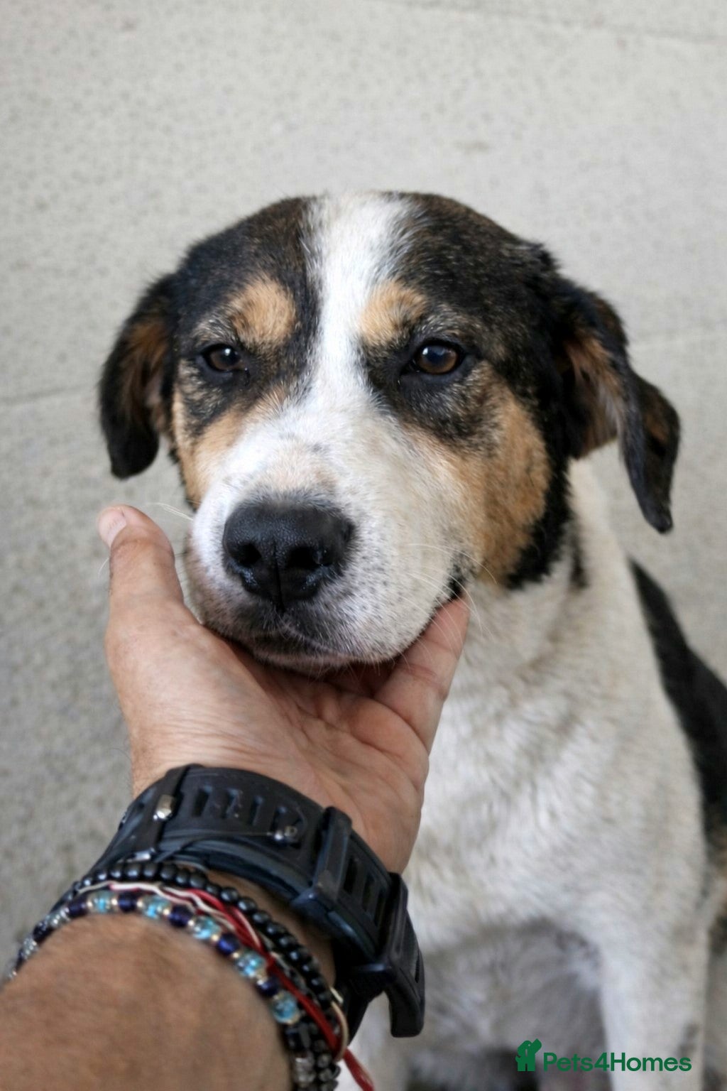 Mixed Breed dogs ✨ Flo – a smile that steals your heart ✨ - Advert 14