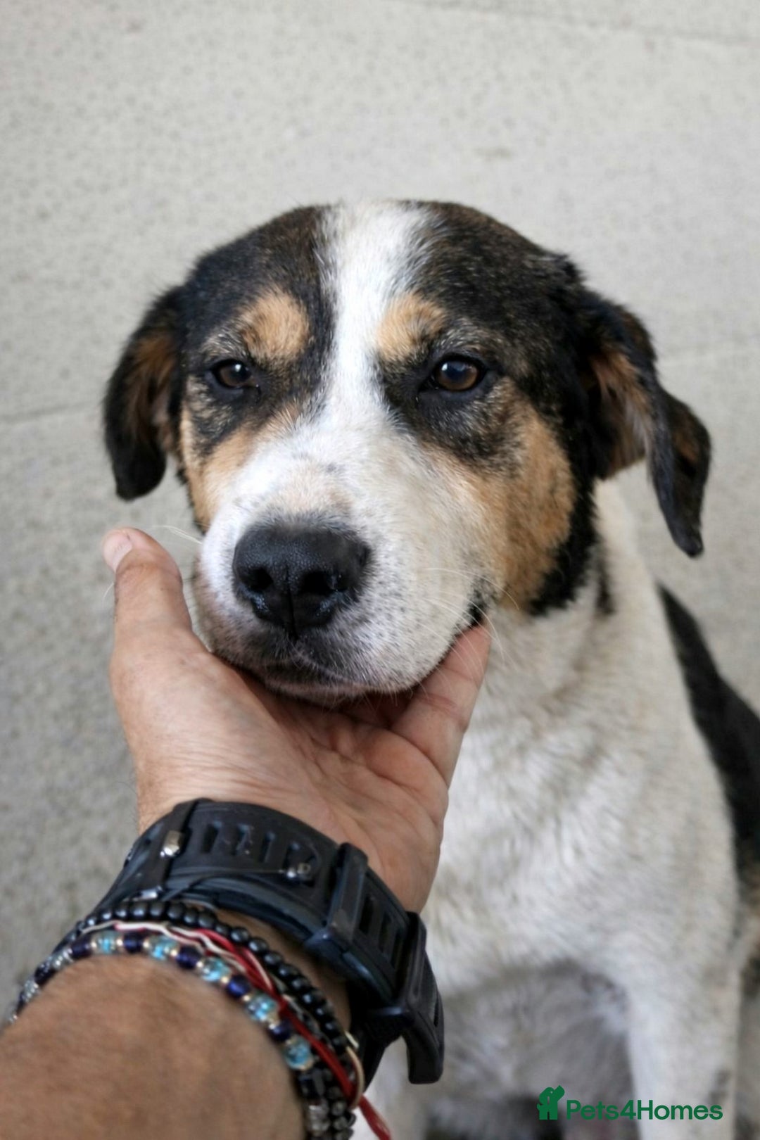 Mixed Breed dogs for adoption: ✨ Flo – a smile that steals your heart ✨ - Advert 2